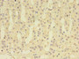 Immunohistochemistry of paraffin-embedded human adrenal gland tissue using CAC10497 at dilution of 1:100