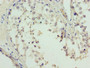 Immunohistochemistry of paraffin-embedded human testis tissue using CAC10502 at dilution of 1:100