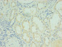 Immunohistochemistry of paraffin-embedded human kidney tissue using CAC10506 at dilution of 1:100