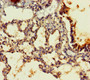 Immunohistochemistry of paraffin-embedded human lung tissue using CAC10508 at dilution of 1:100