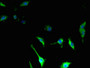 Immunofluorescent analysis of U251 cells using CAC10512 at dilution of 1:100 and Alexa Fluor 488-congugated AffiniPure Goat Anti-Rabbit IgG(H+L)