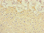 Immunohistochemistry of paraffin-embedded human adrenal gland tissue using CAC10512 at dilution of 1:100