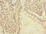 Immunohistochemistry of paraffin-embedded human small intestine tissue using CAC10518 at dilution of 1:100