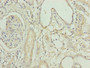 Immunohistochemistry of paraffin-embedded human kidney tissue using CAC10520 at dilution of 1:100