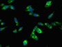 Immunofluorescent analysis of Hela cells using CAC10523 at dilution of 1:100 and Alexa Fluor 488-congugated AffiniPure Goat Anti-Rabbit IgG(H+L)