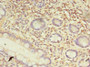 Immunohistochemistry of paraffin-embedded human small intestine tissue using CAC10535 at dilution of 1:100