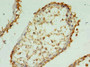 Immunohistochemistry of paraffin-embedded human testis tissue using CAC10537 at dilution of 1:100