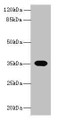 Western blot; All lanes: OR2H1 antibody at 0.5µg/ml + Mouse liver tissue; Secondary; Goat polyclonal to rabbit IgG at 1/10000 dilution; Predicted band size: 35 kDa; Observed band size: 35 kDa;