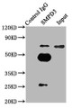 Immunoprecipitating SMPD3 in mouse brain whole cell lysate ; ,Lane 1: Rabbit control IgG (1µg) instead in mouse brain whole cell lysate.,For western blotting, a HRP-conjugated Protein G antibody was used as the secondary antibody (1/2000); ,Lane 2: CAC10541 (6µg) + Mouse brain whole cell lysate (500µg); ,Lane 3: Mouse brain whole cell lysate (10µg);