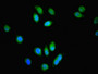 Immunofluorescent analysis of A549 cells using CAC10548 at dilution of 1:100 and Alexa Fluor 488-congugated AffiniPure Goat Anti-Rabbit IgG(H+L)