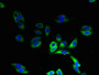 Immunofluorescent analysis of HepG2 cells using CAC10549 at dilution of 1:100 and Alexa Fluor 488-congugated AffiniPure Goat Anti-Rabbit IgG(H+L)