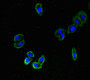 Immunofluorescent analysis of HepG2 cells using CAC10550 at dilution of 1: 100 and Alexa Fluor 488-congugated AffiniPure Goat Anti-Rabbit IgG(H+L)