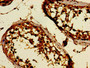 Immunohistochemistry of paraffin-embedded human testis tissue using CAC10554 at dilution of 1:100