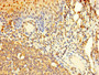 Immunohistochemistry of paraffin-embedded human tonsil tissue using CAC10555 at dilution of 1:100