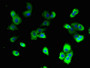 Immunofluorescent analysis of A431 cells using CAC10557 at dilution of 1:100 and Alexa Fluor 488-congugated AffiniPure Goat Anti-Rabbit IgG(H+L)