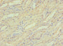 Immunohistochemistry of paraffin-embedded human kidney tissue using CAC10558 at dilution of 1:100