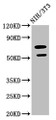 Western Blot; ,Positive WB detected in: NIH/3T3 whole cell lysate; ,All lanes: GDF5 antibody at 2.64µg/ml; ,Secondary; ,Goat polyclonal to rabbit IgG at 1/50000 dilution; ,Predicted band size: 56 kDa; ,Observed band size: 56 kDa;