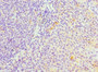 Immunohistochemistry of paraffin-embedded human tonsil tissue using CAC10563 at dilution of 1:100