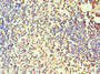Immunohistochemistry of paraffin-embedded human spleen tissue using CAC10564 at dilution of 1:100