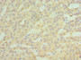 Immunohistochemistry of paraffin-embedded human kidney tissue using CAC10565 at dilution of 1:100