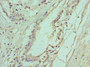 Immunohistochemistry of paraffin-embedded human prostate tissue using CAC10568 at dilution of 1:100
