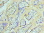 Immunohistochemistry of paraffin-embedded human placenta tissue using CAC10570 at dilution of 1:100