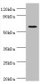 Western blot; All lanes: Cryptochrome-2 antibody at 14µg/ml + HepG2 whole cell lysate; Secondary; Goat polyclonal to rabbit IgG at 1/10000 dilution; Predicted band size: 67, 61 kDa; Observed band size: 67 kDa;