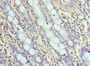 Immunohistochemistry of paraffin-embedded human colon tissue using CAC10586 at dilution of 1:100