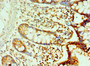 Immunohistochemistry of paraffin-embedded human small intestine tissue using CAC10590 at dilution of 1:100