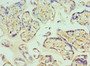 Immunohistochemistry of paraffin-embedded human placenta tissue using CAC10595 at dilution of 1:100