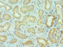 Immunohistochemistry of paraffin-embedded human kidney tissue using CAC10597 at dilution of 1:100