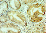 Immunohistochemistry of paraffin-embedded human prostate tissue using CAC10598 at dilution of 1:100