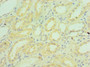 Immunohistochemistry of paraffin-embedded human kidney tissue using CAC10608 at dilution of 1:100