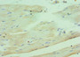 Immunohistochemistry of paraffin-embedded human skeletal muscle tissue using CAC10608 at dilution of 1:100