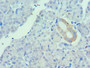 Immunohistochemistry of paraffin-embedded human pancreatic tissue using CAC10613 at dilution of 1:100