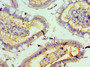 Immunohistochemistry of paraffin-embedded human small intestine tissue using CAC10614 at dilution of 1:100