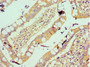 Immunohistochemistry of paraffin-embedded human small intestine tissue using CAC10615 at dilution of 1:100