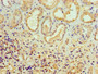 Immunohistochemistry of paraffin-embedded human kidney tissue using CAC10618 at dilution of 1:100