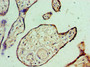 Immunohistochemistry of paraffin-embedded human placenta tissue using CAC10622 at dilution of 1:100