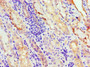 Immunohistochemistry of paraffin-embedded human kidney tissue using CAC10627 at dilution of 1:100