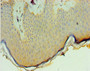 Immunohistochemistry of paraffin-embedded human skin tissue using CAC10631 at dilution of 1:100