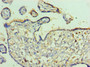 Immunohistochemistry of paraffin-embedded human placenta tissue using CAC10634 at dilution of 1:100