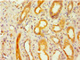 Immunohistochemistry of paraffin-embedded human kidney tissue using CAC10636 at dilution of 1:100