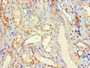 Immunohistochemistry of paraffin-embedded human kidney tissue using CAC10639 at dilution of 1:100