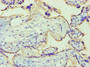 Immunohistochemistry of paraffin-embedded human placenta tissue using CAC10640 at dilution of 1:100