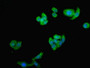 Immunofluorescent analysis of HepG2 cells using CAC10641 at dilution of 1:100 and Alexa Fluor 488-congugated AffiniPure Goat Anti-Rabbit IgG(H+L)
