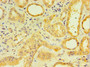 Immunohistochemistry of paraffin-embedded human kidney tissue using CAC10648 at dilution of 1:100