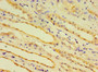 Immunohistochemistry of paraffin-embedded human kidney tissue using CAC10649 at dilution of 1:100