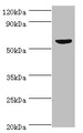 Western blot; All lanes: KMO antibody at 10µg/ml + Mouse heart tissue; Secondary; Goat polyclonal to rabbit IgG at 1/10000 dilution; Predicted band size: 56, 55, 52 kDa; Observed band size: 56 kDa;