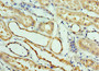 Immunohistochemistry of paraffin-embedded human kidney tissue using CAC10659 at dilution of 1:100